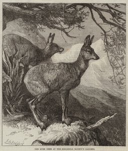 Het Muskushert in de Tuinen van de Zoological Society door George Bouverie Goddard